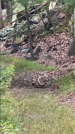 Massachusetts hikers capture rattlesnakes fighting on trail