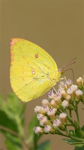Golden Yellow Butterfly 🦋 | Nature’s Tiny Sunshine #shorts