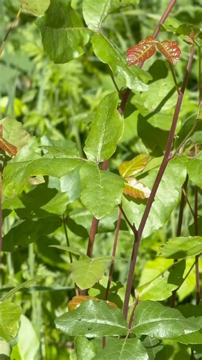 Why anyone would plant poison oak