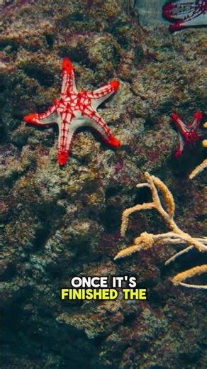 The Starfish's Stomach Trick! #starfish #animals