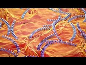الخصائص العامة لبكتيريا Spirochaetes