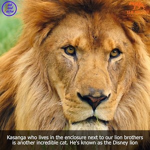 382K views · 8.1K reactions | A Perfect Day | Ep 7: "African Lions; King of Africa"  Join Heather Small - The Voice Of M People as she learns all about the African lions who reside at The Big Cat Sanctuary!  Join us every Wednesday at 6:00pm for our latest episode.  Catch it on Feel Good Factor TV, Sky Channel 191 every Saturday at 9:25am! #thebigcatsanctuary #jaguars #feelgoodfactortv | The Big Cat Sanctuary | Facebook