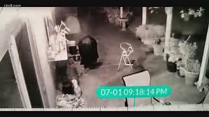 Yorkie survives attack by raccoons in Spring Valley backyard