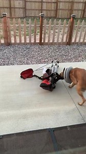 14K views · 383 reactions | Since becoming certified in patrol and...