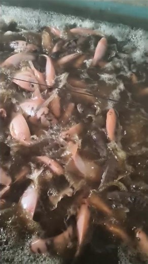 belajar bikin sistem bioflok ikan nila merah