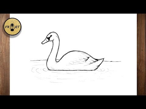 How to draw a realistic swan swimming in water step by step