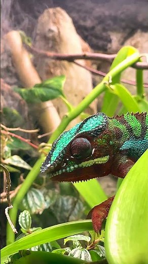 Meet the Panther Chameleon: A Long-Tongued Reptilian Marvel