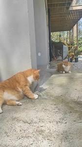 4.3K views · 1.2K reactions | Många som undrar om Nisse är kastrerad. Ja, men sent i livet då han är en "sommarkatt" Här kommer Nisses Historia | Linda Efternamn | Facebook