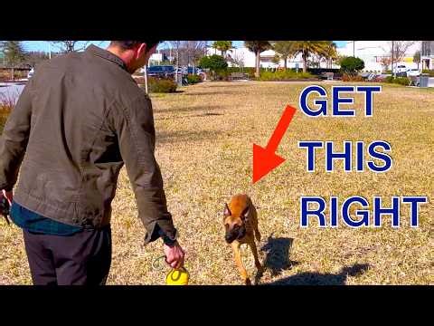 E-Collar Association Done Right | The Recall Game-Changer