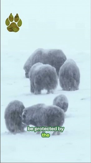 A Precious Musk Ox Baby | Subscribe to @UltimateNatureDocs | #Shorts