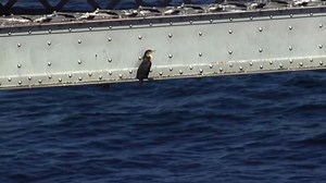Birds refuse to budge from Bay Bridge, demolition price soars