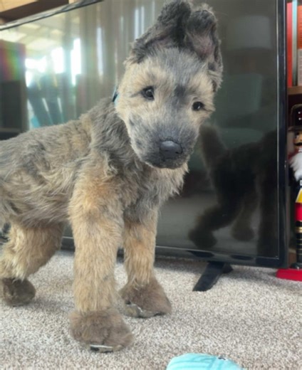 Creative Stop Motion Art Featuring Dogs