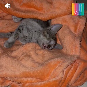 8.2M views · 10K reactions | Una tiktoker encontró a una gatita moribunda dentro de una caja de cartón. Su estado era deplorable: estaba desnutrida y era ciega. Pero ella sabía perfectamente lo que tenía que hacer... Síguenos en nuestro canal de YouTube: youtube.com/elkiwi | Upsocl Verde | Facebook