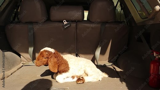 Vitamin E and selenium deficiency in a newborn lamb causes inability to stand. Educational veterinary footage showing muscle weakness in sheep and ruminants, highlighting livestock health and neonatal