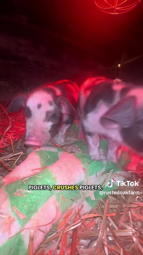 Breeding High-Quality Pigs for Meat and Temperament