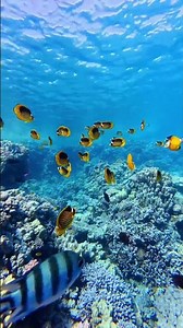 Great Barrier Reef Australia 🇦🇺 | Most Beautiful Ocean in the World 4K