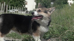21K views · 246 reactions | Welcome back Marple! Paul's sister came with her lovely family for a visit. 4 months old already! So proud of our lttle girl <3 Come to visit us on our youtube channel:https://www.youtube.com/c/BebopCorgiChannel | Bebop Corgi Channel | Facebook