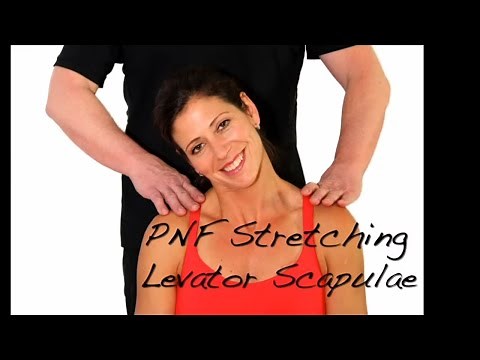 PNF Stretching - Levator Scapulae Muscle - Ask Dr. Abelson