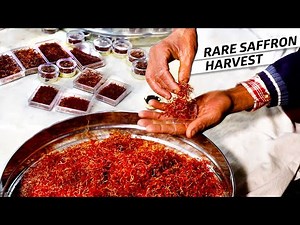 What Goes Into Harvesting the World's Most Expensive Spice — Vendors