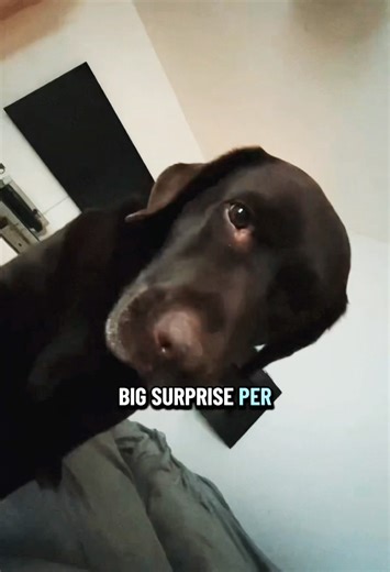Great production 💩🤭 #pets #labrador #adorable #dog #funnydog