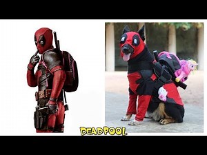 Superheroes Characters in Real Life as Dogs