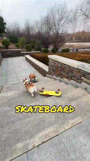 Dogs playing skateboards, that's so cool
