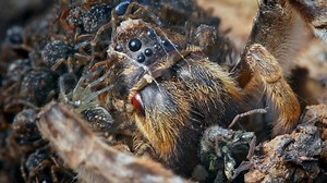 South Russian Tarantula with Prey ~ Lycosa singoriensis 🕷️🪳