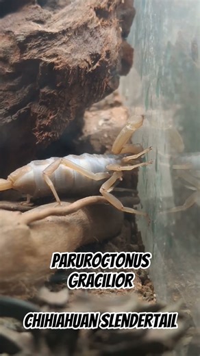 Paruroctonus gracilior - Chihiahuan Slendertail drinking water droplets #scorpion #scorpions