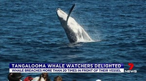 Whale watchers off Tanglooma were delighted today when a humpback repeatedly breached less than 100m from their boat. www.7plus.com.au/news #7News | 7NEWS Brisbane
