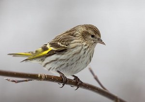 Pine Siskin