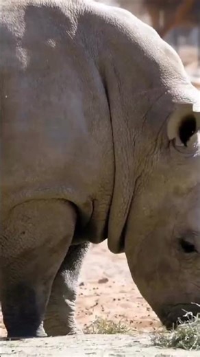 Kenya’s Flamingo Paradise 🦩