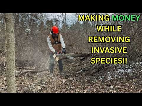 cleaning up the woods and making money