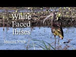 White-faced Ibises | Merced National Wildlife Refuge