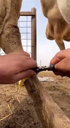 Hands Prying Zip-Tie in a Tight Muddy Pen Close-Up