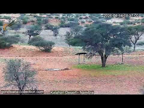 Namibia: Live stream in the Kalahari Desert
