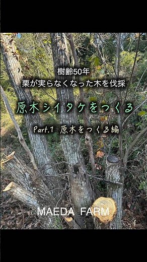 栗の木をシイタケ栽培の原木に使う ＃くり #しいたけ