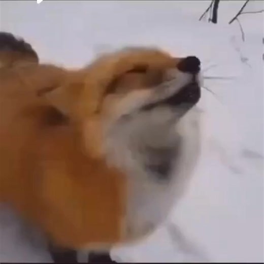 45K views · 2.5K reactions | #fox #adorable #cute #animals #alicethefox | Alice the Fox | Facebook