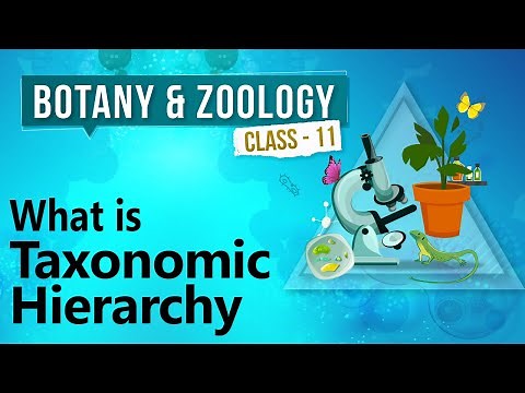 What Is Taxonomic Hierarchy - Diversity in Organisms - Biology Class 11