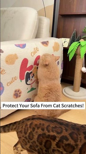 The Ultimate Sofa Saver! Protect Your Couch from Cat Scratches #cat