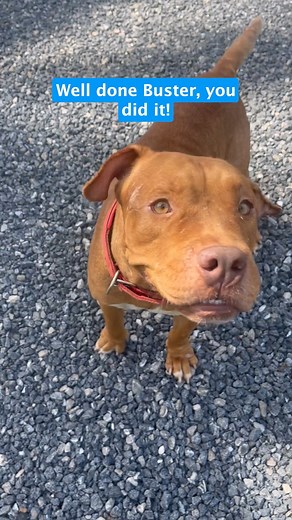 Because he was tied on such a short chain Buster had numerous health issues. He had to lose an ear in a serious operation and also have a major fungal infection treated on his tail. One of his biggest problems was that he was so unfit he could hardly walk to the end of the road. That would exhaust him and his breathing became extremely labored. Fast forward today and the big goofball as I call him can move like a sprinter. Good food, medicines, a couple of operations and some love are all this b