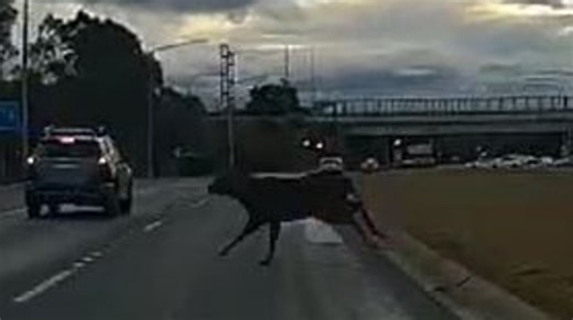 ‘Deer miss’: Driver’s bizarre run in on busy Canberra highway