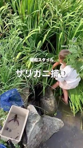 ザリガニ捕り。 #まる釣り