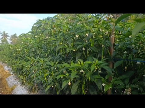 The most effective borer worm medicine for chilies... Sios Tavi, 4th land