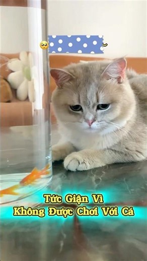 😾 Tức Giận Vì Không Được Chơi Với Cá | Mèo Ú Ớ #Shorts #ThuCung #ChoMeoDrama #PetShorts #BossSen