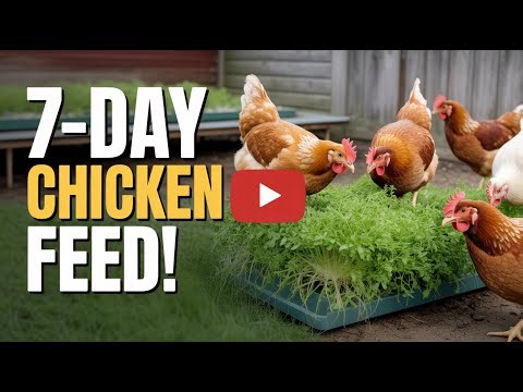 Grow Hydroponic Fodder For Poultry At Home Fast, Easy & Profitable