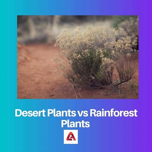 Desert Plants vs Rainforest Plants: Difference and Comparison
