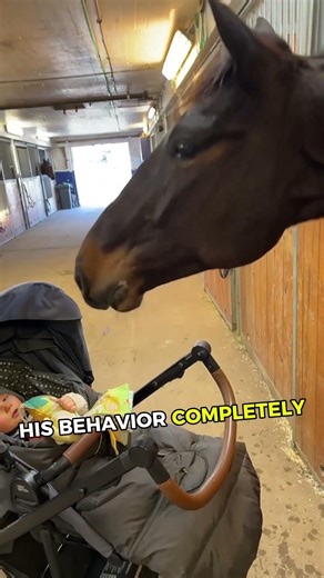 Horse sees him for 1st time and does THIS! 🤯💛 #cuteanimals #pets #entertaininganimals