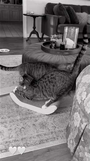 Scratchboard Dance #cat #funnycats #catshorts