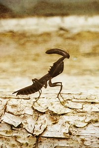 BEWARE, the Xeno Mantis! | Perfect Organism: The ALIEN Saga Podcast