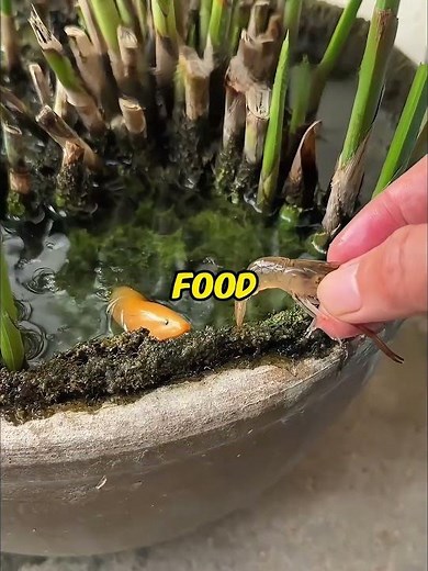 I found a "Golden Monster" in my garden! 💰🐟